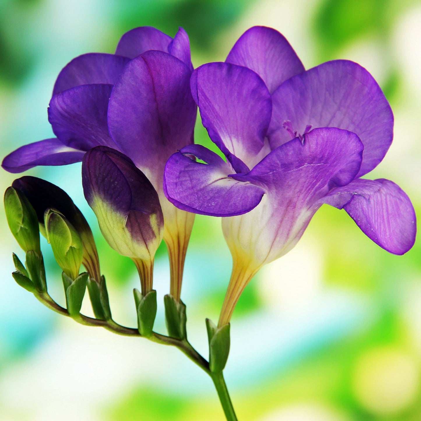 SANSIRO PURE SELECTION / 150 ml Body Mist