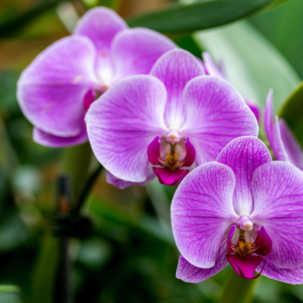 SANSIRO SUN SHINE / 150 ml Body Mist